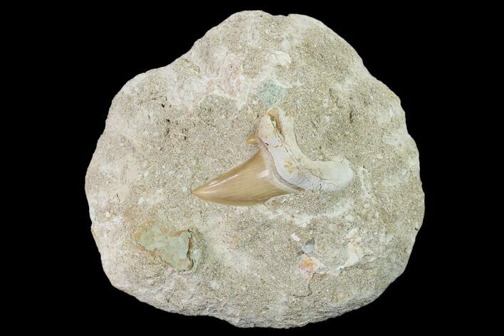 Otodus Shark Tooth Fossil in Rock - Eocene #135832